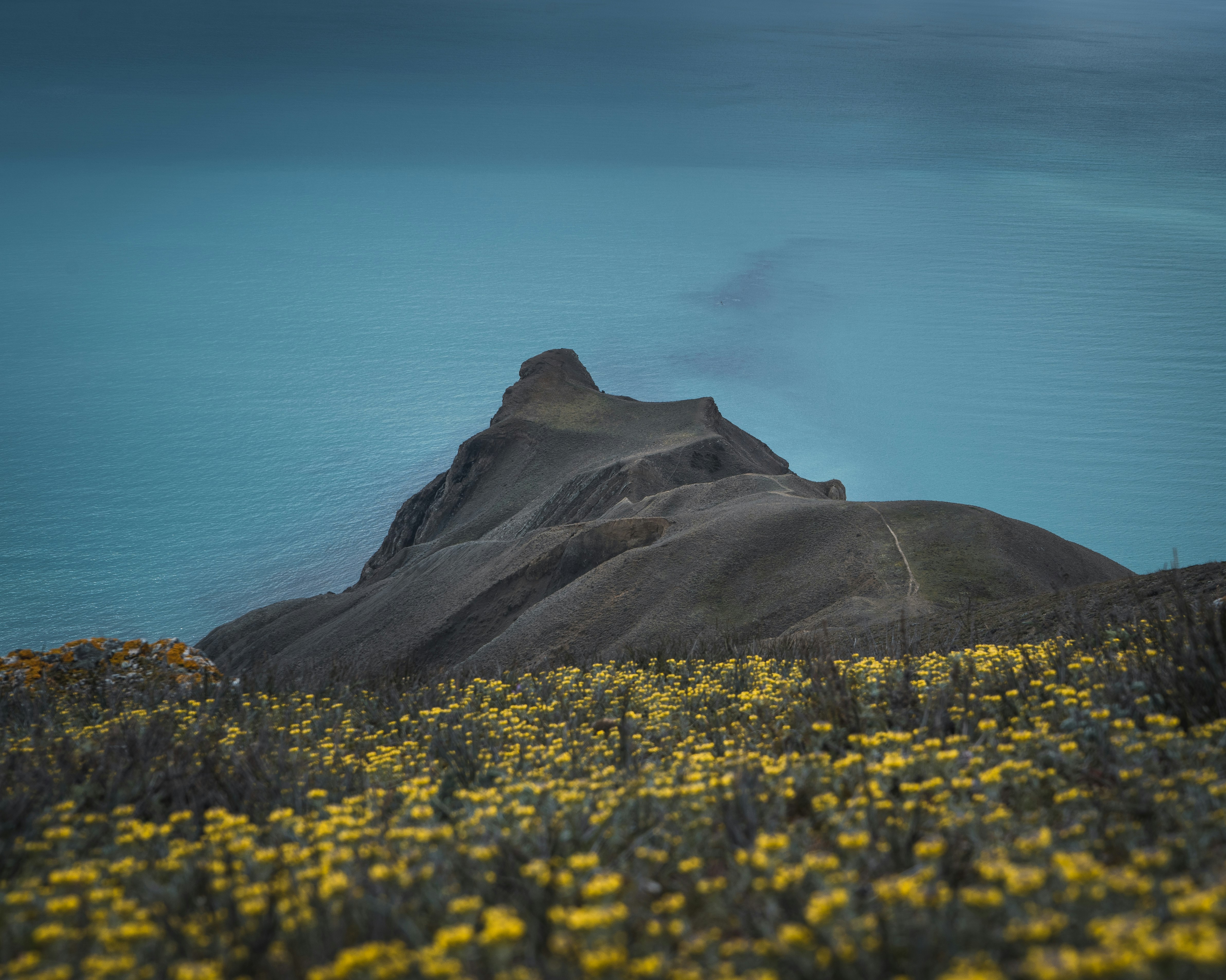 yellow flower field near body of water during daytime